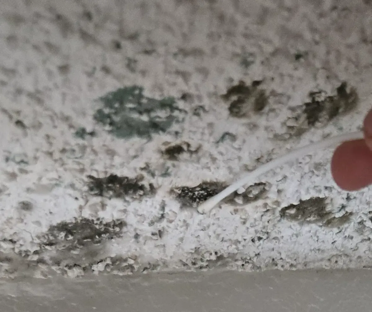 Mold swab surface testing on building material